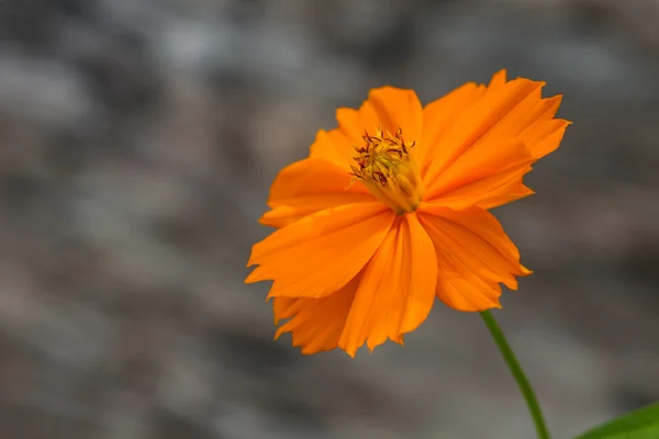 Fiori di calendula — Foto Stock