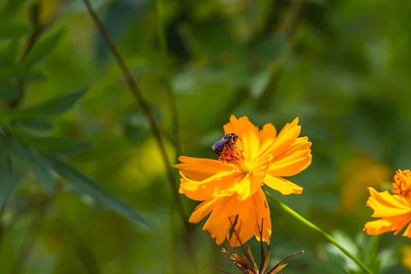 マリーゴールドの花とミツバチ — ストック写真