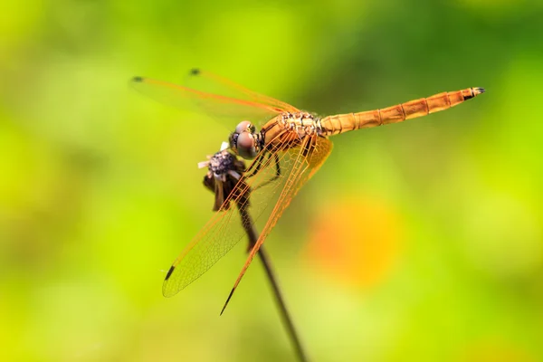 Libelle ruht auf einem Ast — Stockfoto