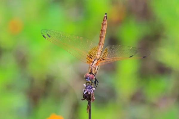 Libelle ruht auf einem Ast — Stockfoto