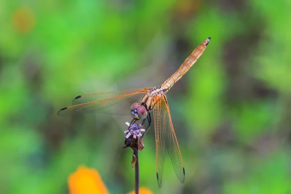 Libélula descansando sobre una rama —  Fotos de Stock