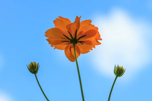 Flores de calêndula em fundo céu azul — Fotografia de Stock