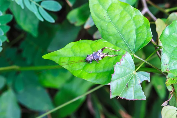 Insecto en la hoja — Foto de Stock