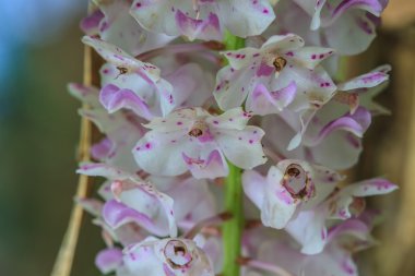 yabani orkide Tayland orman