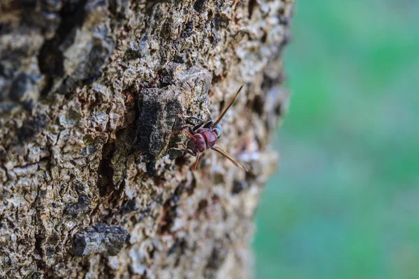 Wasp on bark tree — Stock Photo, Image