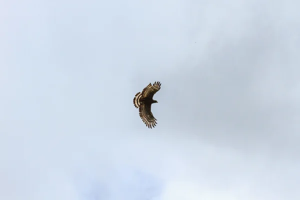 Águila serpiente crestada — Foto de Stock