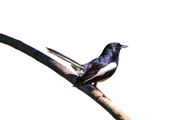 Rotkehlchen-Vogel — Stockfoto