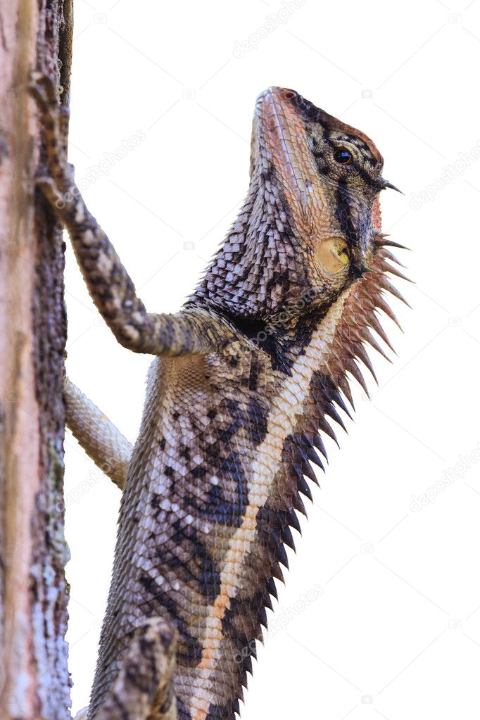 Greater spiny lizard