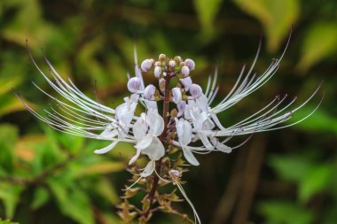 Kedi bıyıkları çiçekler