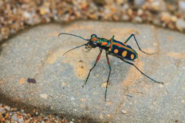 Tiger beetle on ground close up clipart