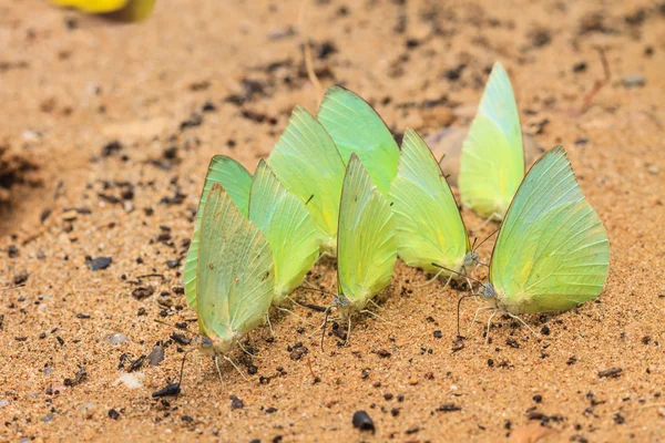 Hermosa mariposa —  Fotos de Stock