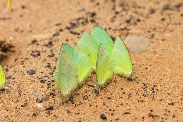 Beautiful Butterfly — Stock Photo, Image