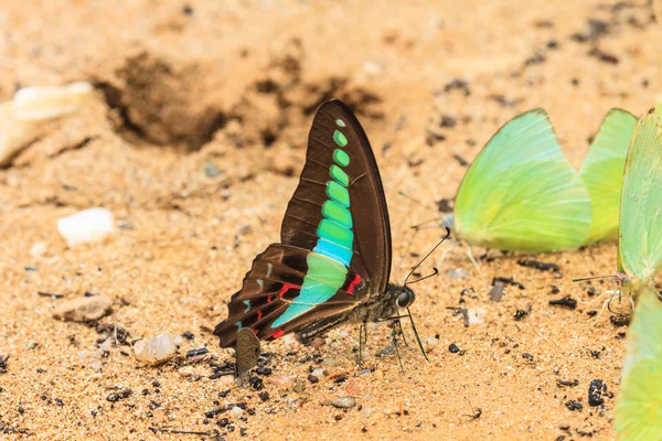 Piękny motyl — Zdjęcie stockowe