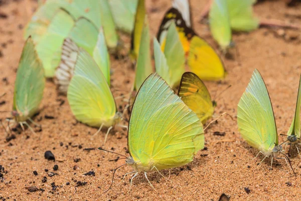 Prachtige vlinder — Stockfoto