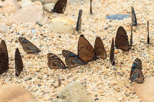 Bela borboleta — Fotografia de Stock