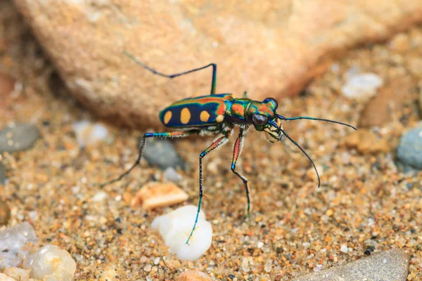 Tiger beetle on ground close up — Stock Photo, Image