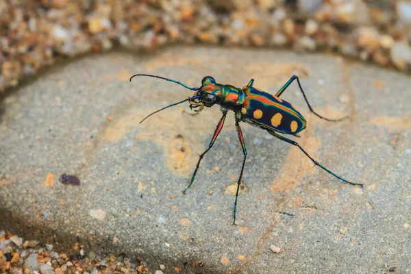 Tiger beetle on ground close up — Stock Photo, Image