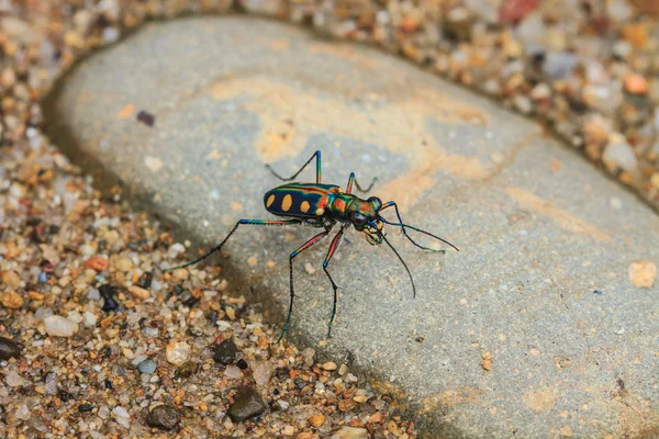 Kaplan böceği yere yakın çekim — Stok fotoğraf