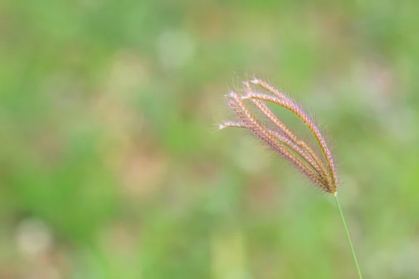 Schilf aus Gras mit blauem Himmel — Stockfoto