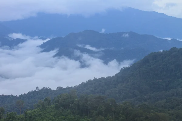 Mar de niebla con bosques como primer plano — Foto de Stock