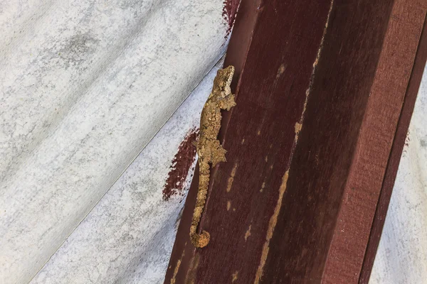 Gecko na zdi — Stock fotografie