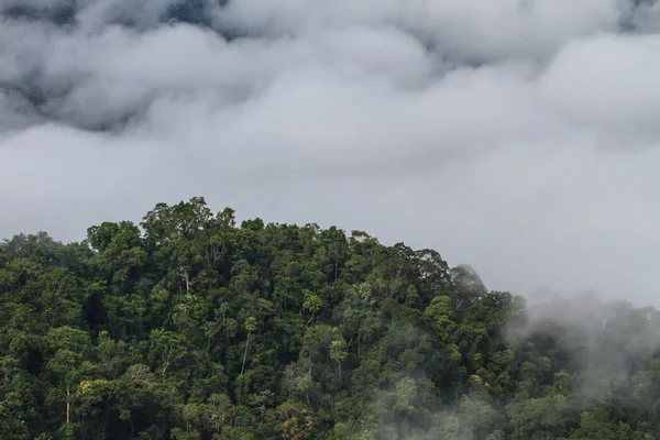 Mar de niebla con bosques como primer plano — Foto de Stock