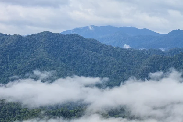 Mar de niebla con bosques como primer plano — Foto de Stock