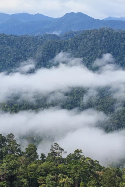 Sea of fog with forests as foreground — Stock Photo, Image