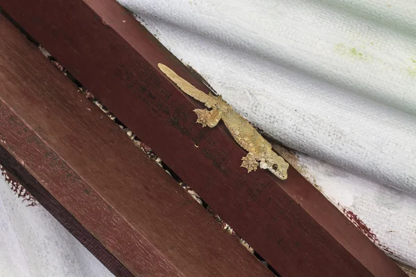 Gecko na zdi — Stock fotografie