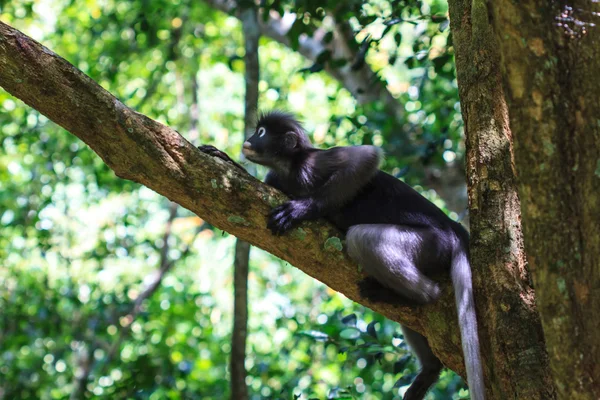 Atardecer Langur sentado en rama de árbol — Foto de Stock
