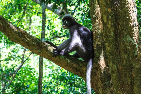 Atardecer Langur sentado en rama de árbol — Foto de Stock