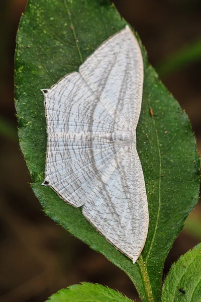 Close-up van vlinder — Stockfoto