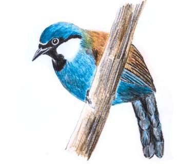  Kara gerdanlı Laughingthrush kuş çizim