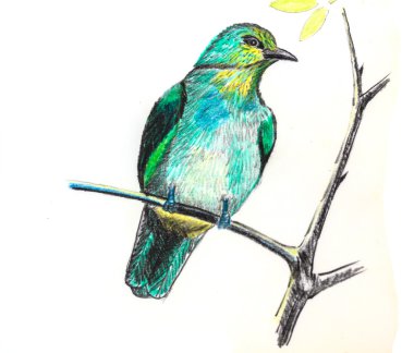 Şerit gerdanlı Bulbul kuş çizim