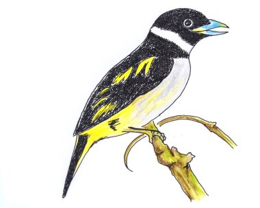 Black-and-yellow Broadbill bird drawing clipart