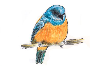 Turuncu karınlı Flowerpecker kuş çizim
