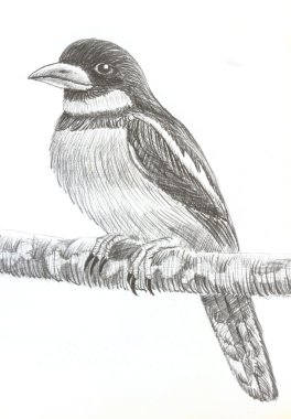  Siyah ve kırmızı kılıç kuş çizim