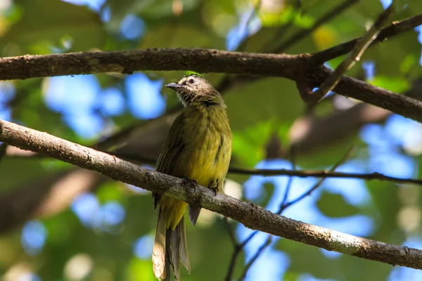 Bella bulbul flavescente — Foto Stock