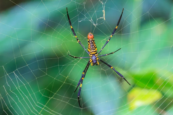 Μεγάλο τροπικό αράχνη - nephila (Χρυσή σφαίρα) — Φωτογραφία Αρχείου