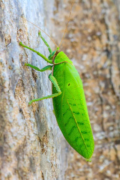 Heuschrecke Makro auf Baum — Stockfoto