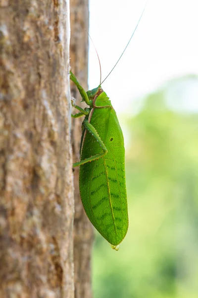 Heuschrecke Makro auf Baum — Stockfoto