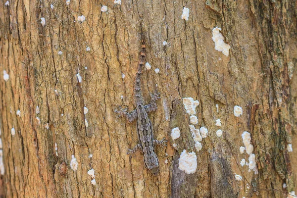 House small lizard on the tree — Stock Photo, Image
