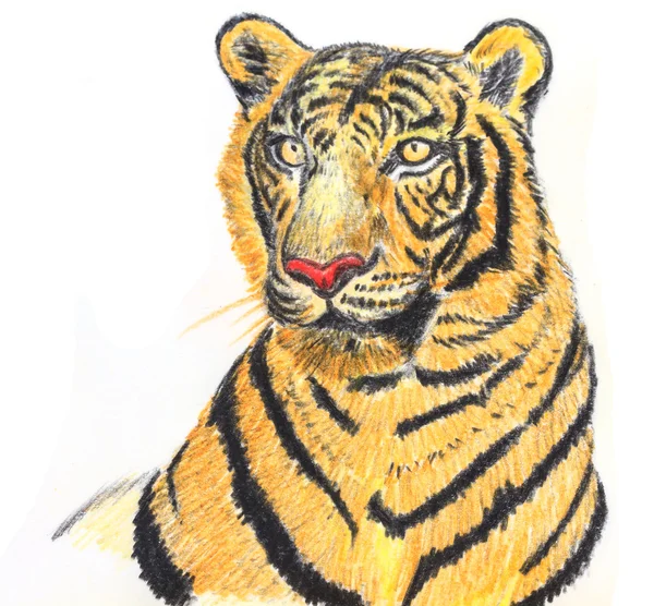 Tigre disegno — Foto Stock