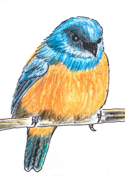 Orange-bellied Flowerpecker bird drawing — Stock Photo, Image