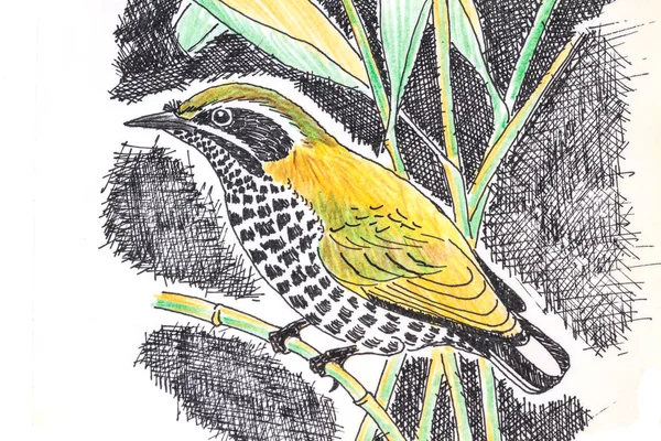 Fläckig dvärgspett fågel ritning — Stockfoto