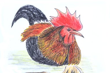 Orman Tavuğu kuş çizim