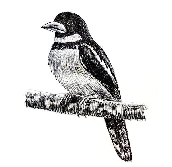 Dibujo de pájaro Broadbill negro y rojo —  Fotos de Stock