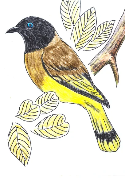 Dibujo de pájaro Bulbul cabeza negra — Foto de Stock