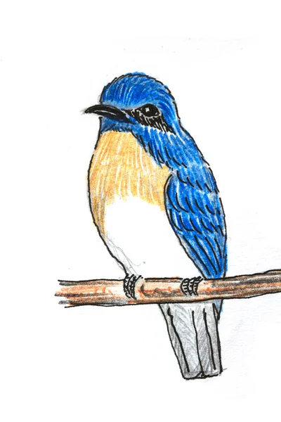 Blue-throated Flycatcher bird drawing — Stock Photo, Image