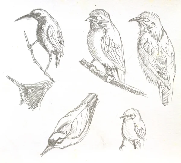 Ptak rysunek — Zdjęcie stockowe